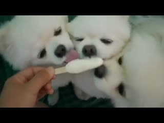 delicious ice cream. funny dog ​​jokes
