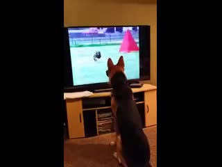 he is rooting for his own. funny dog ​​jokes