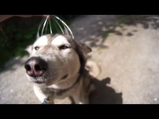 baldezh. funny dog ​​jokes