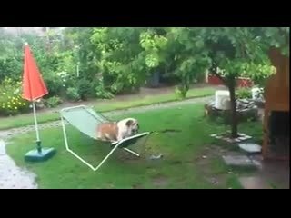 bulldog swings. funny dog ​​jokes