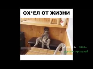 18 minutes of laughter to tears 2019 best russian jokes