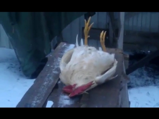 the rooster died [cool, video, funny, hilarious, new, carbon monoxide