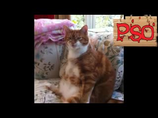 fun with cats with dub funny cats and cats