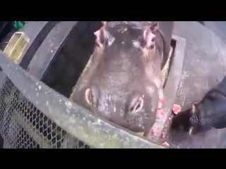 hippo eats watermelon 720