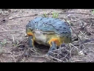 african frog video funny 360