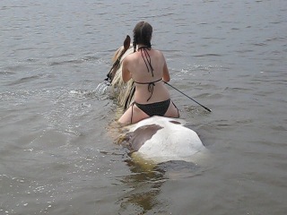 bathing a horse